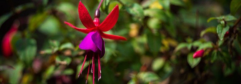 Обложка: Опубликована демоверсия Fuchsia OS от Google, работающая прямо в браузере
