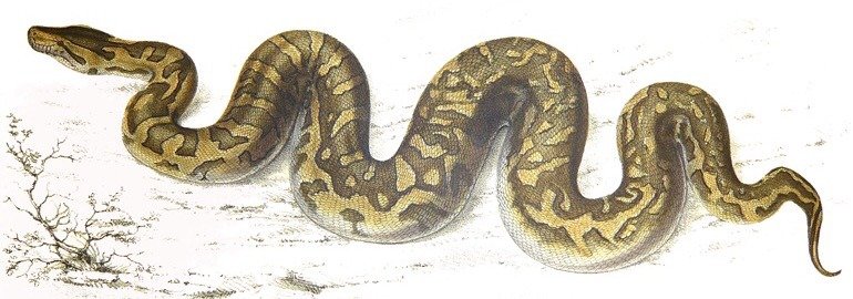 Обложка: Разработчики Python представили версию 3.7.0