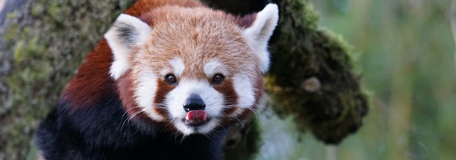 Обложка: Firefox 63: новые Web Components API, редактор шрифтов и подавление анимации через CSS