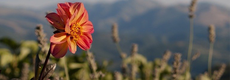 Обложка: Представлено приложение Seek, распознающее животных и растения по фотографиям