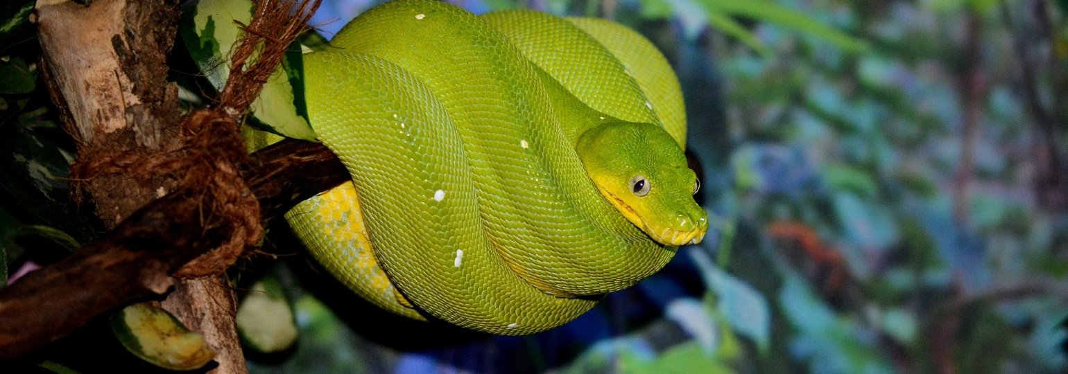Обложка: JetBrains представила PyCharm 2018.3