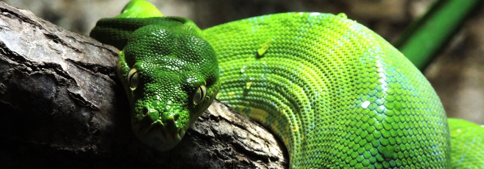 Обложка: Обнаружен метод исполнения вредоносного кода при установке Python-пакетов