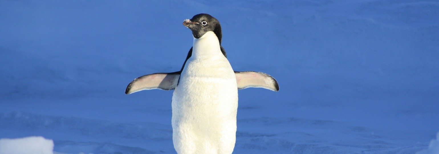 Обложка: Разработчики заменили обсценную лексику в ядре Linux словом «hugs»