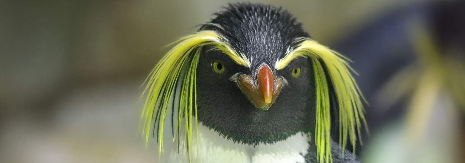 Обложка: Сайт linux.org был взломан через подмену DNS