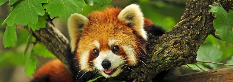Обложка: Мультипроцессный Firefox улучшает отзывчивость страниц на 400–700%