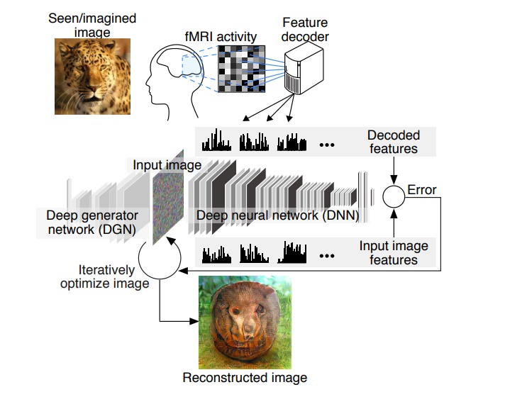 Японские ученые создали нейросеть, превращающую мысленные образы в изображения 1