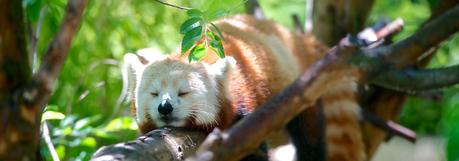 Обложка: Mozilla объявила о релизе браузера Firefox 61
