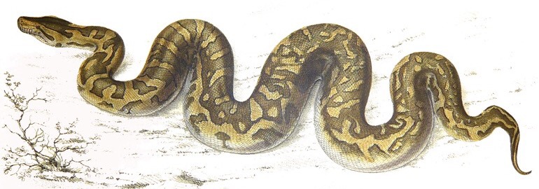 Обложка: Разработчики Python представили версию 3.7.0