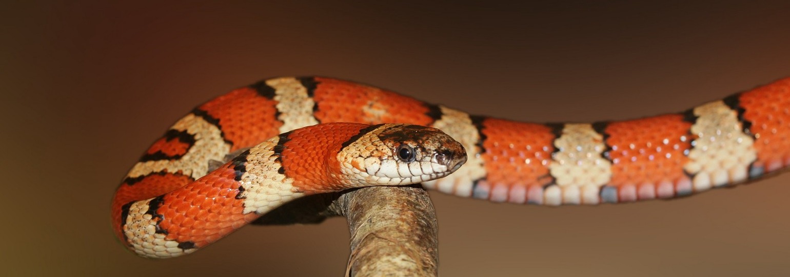 Обложка поста «Хорошенький малютка питон» и «змея-блондинка»: нейросеть придумала новые названия видов змей