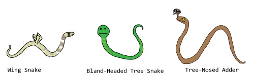 «Хорошенький малютка питон» и «змея-блондинка»: нейросеть придумала новые названия видов змей 2