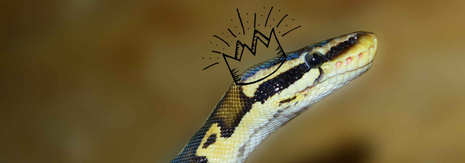Обложка поста Python назвали языком 2018 года в январском рейтинге TIOBE