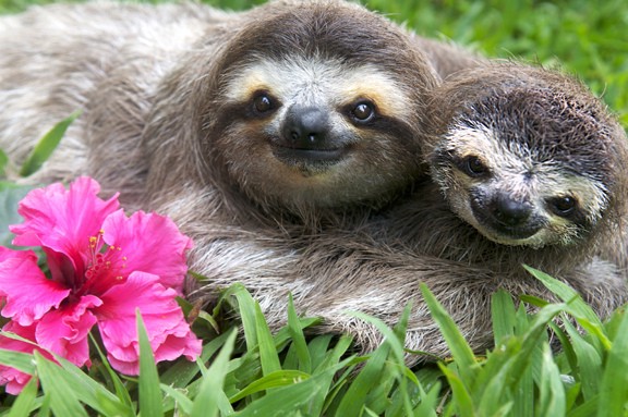 sloths