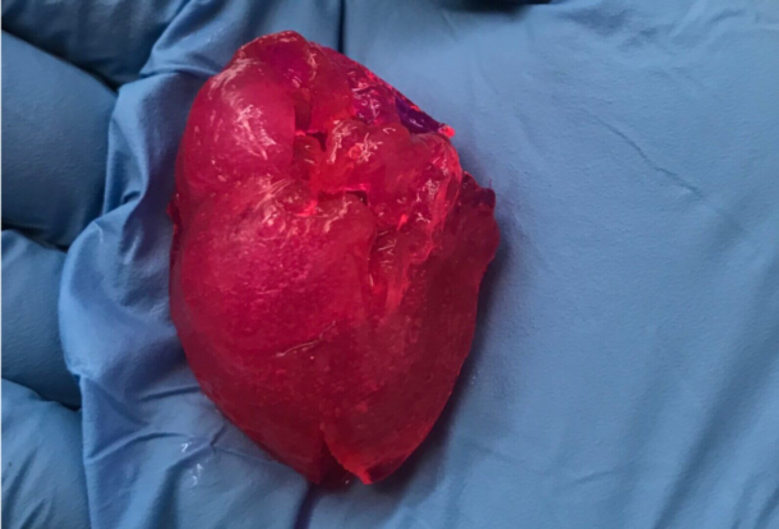 В Чикаго напечатали на 3D-принтере искусственное мини-сердце из мышечных клеток настоящего сердца 1