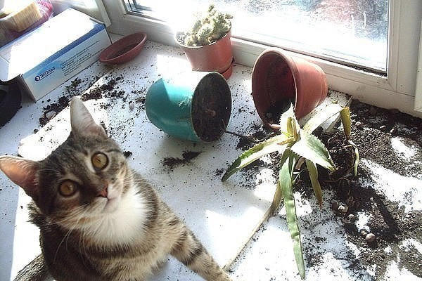 20 команд Linux, которые не стоит запускать, либо запускать с особой осторожностью