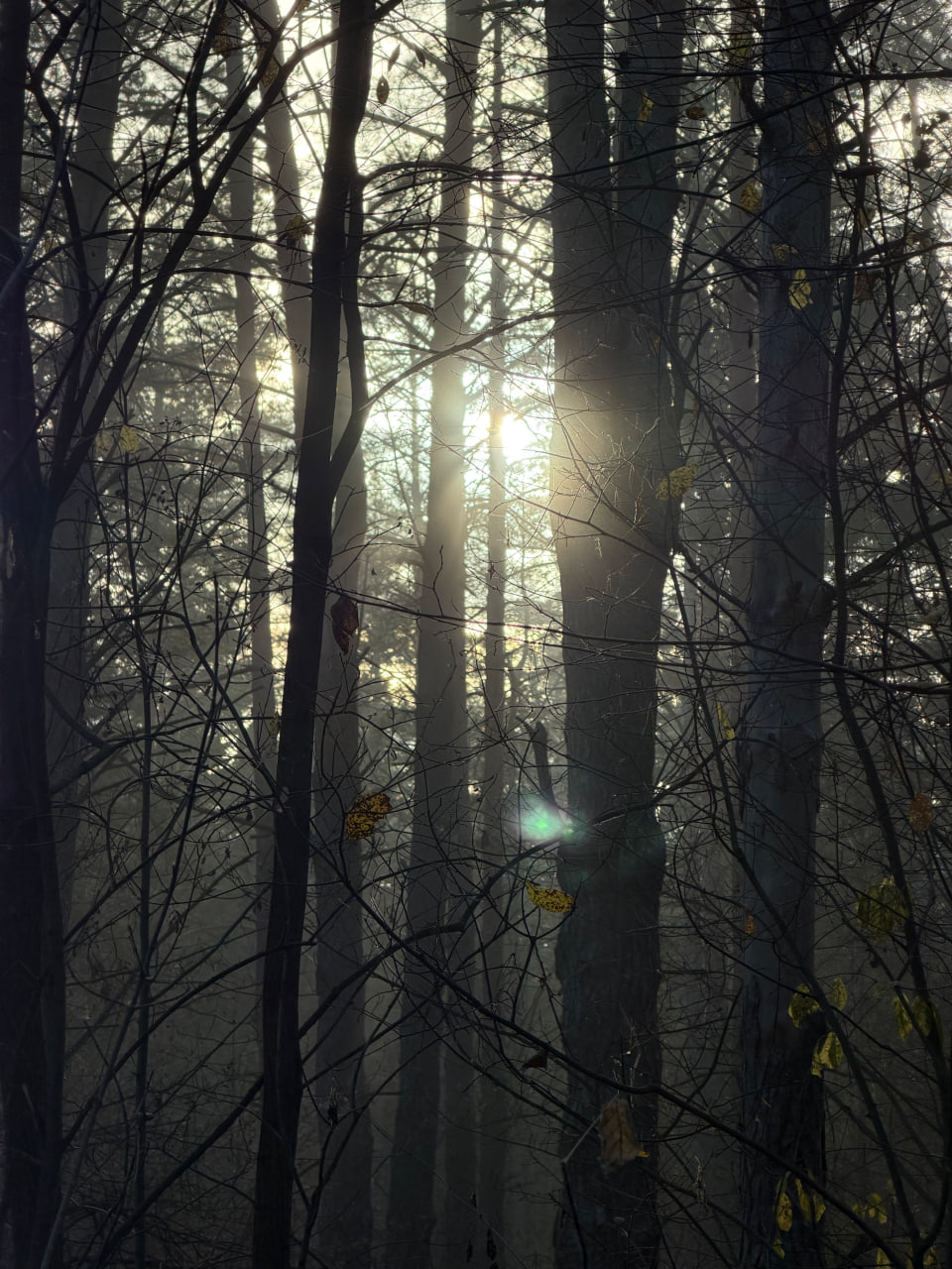 Обзор iPhone 17 Pro: когда во главу разработки наконец-то встали инженеры, а не дизайнеры 4