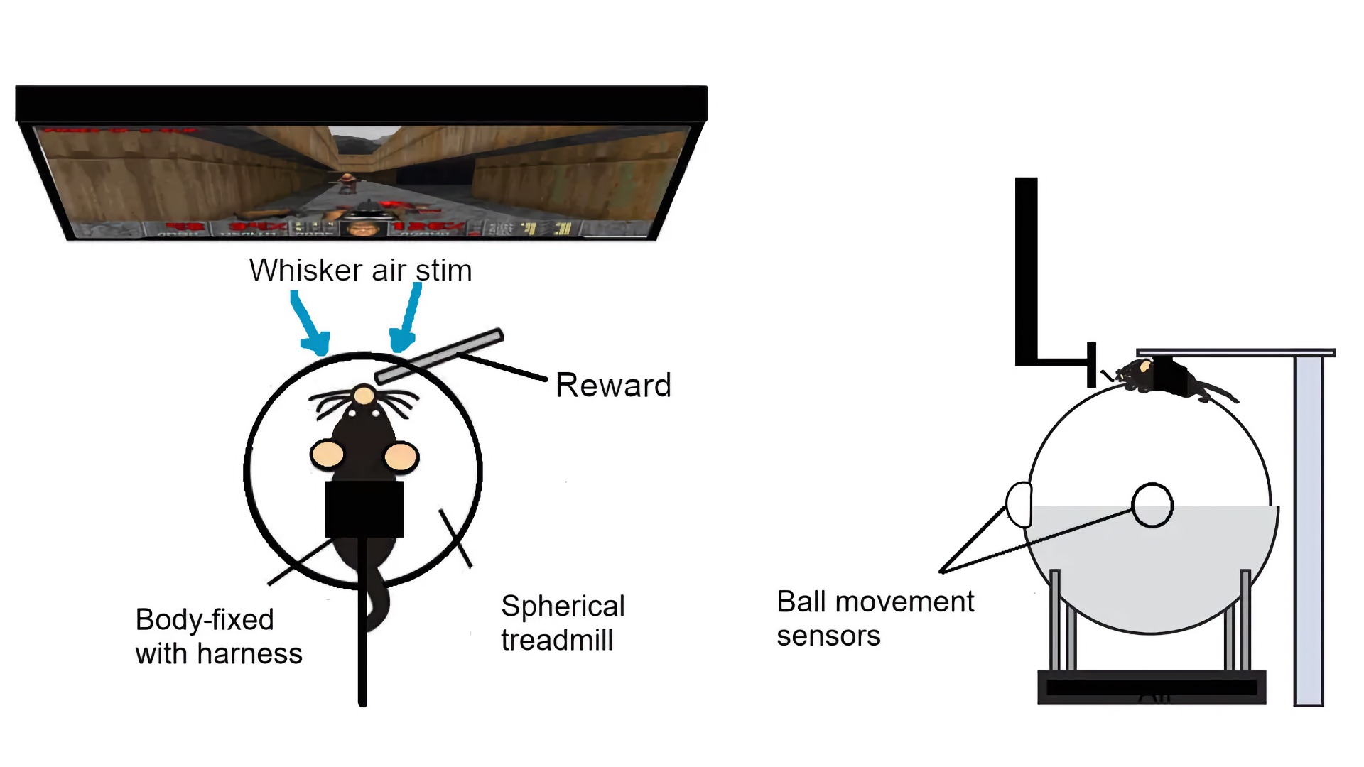 Ученые научили крыс бегать и стрелять внутри DOOM 1