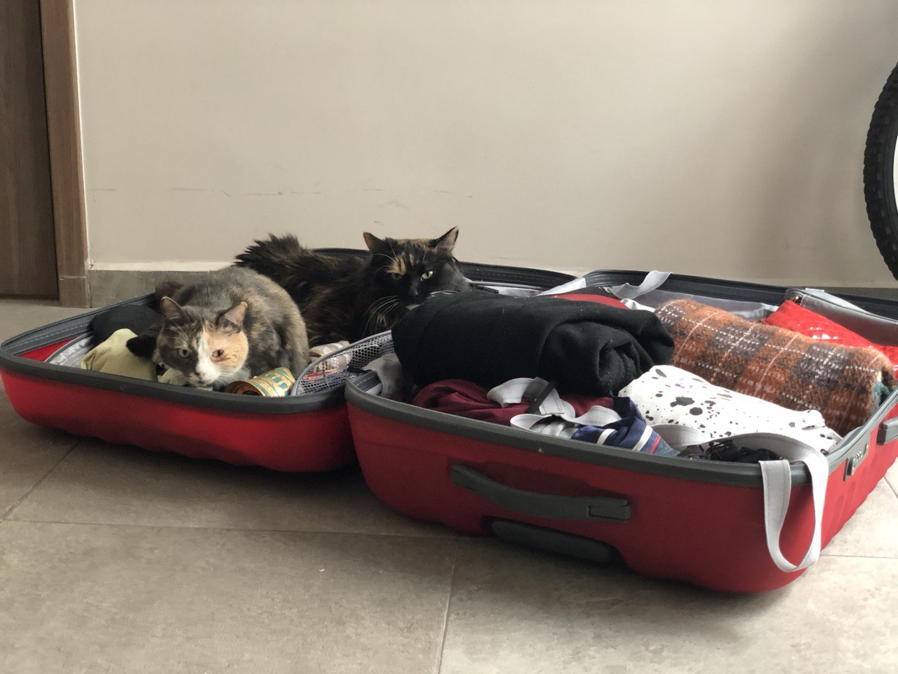 Бывших айтишников не бывает, но это не точно — три истории о смене профессии, выгорании и поиске себя вне IT 8